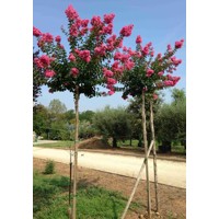 Myrta krepová  - Lagerstroemia indica ´Coccinea ´  Co25L 8/10 - vysokokmeň