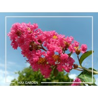 Myrta krepová  - Lagerstroemia indica ´Coccinea ´  Co25L 8/10 - vysokokmeň