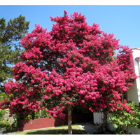 Myrta krepová  - Lagerstroemia indica ´Coccinea ´  Co25L 8/10 - vysokokmeň