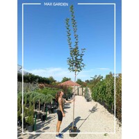 Javor mlie?ny  - Acer platanoides  'Drummondii´ - na vysokokmeni, 8/10