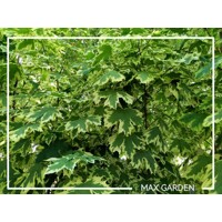 Javor mlie?ny  - Acer platanoides  'Drummondii´ - na vysokokmeni, 8/10
