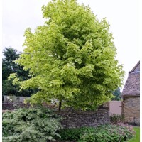 Javor mlie?ny  - Acer platanoides  'Drummondii´ - na vysokokmeni, 8/10