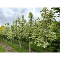 Javor mlie?ny  - Acer platanoides  'Drummondii´ - na vysokokmeni, 8/10
