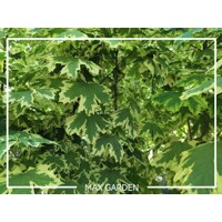Javor mlie?ny  - Acer platanoides  'Drummondii´ - na vysokokmeni, 8/10