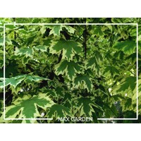 Javor mlie?ny  - Acer platanoides  'Drummondii´ - na vysokokmeni, 8/10