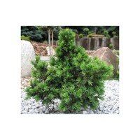 Smrek omorikový-balkánsky - Picea omorika ´Wodan´- 20/30cm