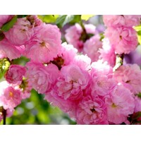 Mand?a okrasná - Prunus triloba  - na 1/2 kmeni