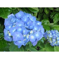Hortenzia kalinolistá - Hydrangea macrophylla - MODRÁ - 20/70cm