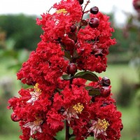 Myrta krepová červená - Lagerstroemia indica ´Dynamite´ Co10L 125/150