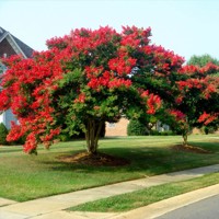 Myrta krepová červená - Lagerstroemia indica ´Dynamite´ Co10L 125/150