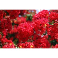 Myrta krepová červená - Lagerstroemia indica ´Dynamite´ Co10L 125/150