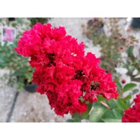 Myrta krepová červená - Lagerstroemia indica ´Dynamite´ Co10L 125/150