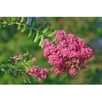 Myrta krepová tmavo ružová - Lagerstroemia indica ´Rosea Grassi ´  Co10L  KM80-90 230/250