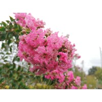 Myrta krepová tmavo ružová - Lagerstroemia indica ´Rosea Grassi ´  Co10L  KM80-90 230/250