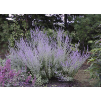 Perovskia atriplicifolia ´Prime Time´