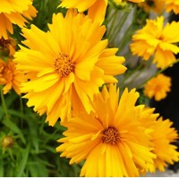 Coreopsis grandiflora ’PRESTO’