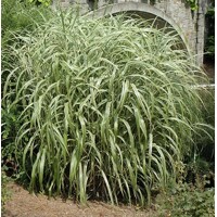 Ozdobnica ?ínska - Miscanthus sinensis ´Cabaret´