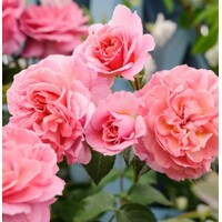Ruža popínavá - ružová - 160/200cm