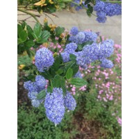 Ceanothus impressus ‘Victoria’ Co10L