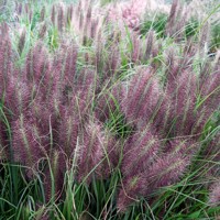 Perovec psiarkovitý - Pennisetum alopecuroides 'Hameln'  Co2L