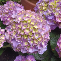 Hortenzia kalinolistá - Hydrangea macrophylla ´River Pink´ Co5L  25/30