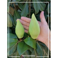 Magnólia veľkokvetá - Magnolia grandiflora 'Gallisoniensis´ Co24  100/120