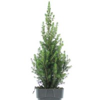 Smrek biely - Picea glauca ´December´ - 30/40cm