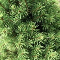 Smrek biely - Picea glauca ´December´ - 30/40cm