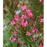 Gaura lindheimeri ´Belleza White´ P12