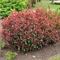 ?ervienka  - Photinia fraseri ´Carre Rouge´- 40/50cm