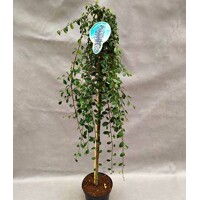 Skalník dammerov - Cotoneaster dammeri 'Coral Beauty´- na 80cm kmienku