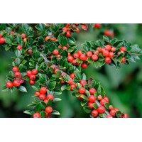 Skalník dammerov - Cotoneaster dammeri 'Coral Beauty´- na 80cm kmienku
