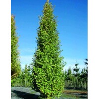 Ginko dvojlalo?né - Ginkgo biloba ´Fastigiata Blagon´- 160/180cm