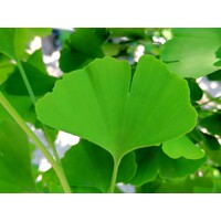 Ginko dvojlalo?né - Ginkgo biloba ´Fastigiata Blagon´- 160/180cm