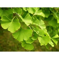 Ginko dvojlalo?né - Ginkgo biloba ´Fastigiata Blagon´- 160/180cm