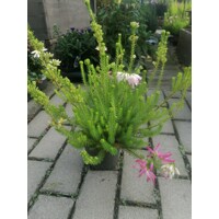 Erica verticillata | Vresovec | Pestovanie a starostlivosť | Jesenné dekorácie