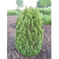Cypruštek tujovitý - Chamaecyparis thyoides 'Top Point' - 30/40cm