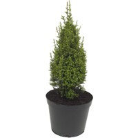Cypruštek tujovitý - Chamaecyparis thyoides 'Top Point' - 30/40cm