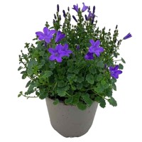 Campanula portenschlagiana 'Get Mee Blue'