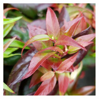 Leucothoe walteri 'Dark Diamond' - 15/20cm