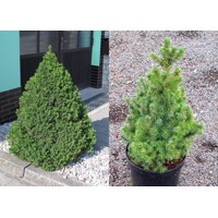Smrek 'Conica' – Predaj, Picea Glauca, miniatúrny smrek, pomalý rast, kužeľovitý