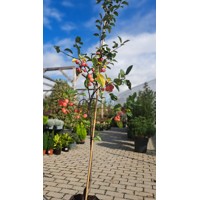 Jabloň okrasná - Malus Royal Beauty  Co15L  KM180