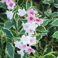 Vajgela kvetnatá ''Nana Variegata' - Weigela florida 'Nana Variegata'  Co1,5L