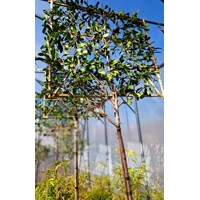 Červienka, Fotínia - Photinia fraseri Red Robin Co18-25L vysokokmeň