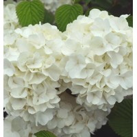 Kalina - Viburnum plicatum ´Kilimanjaro´Co2,5L 20/30