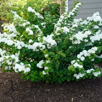 Kalina - Viburnum plicatum ´Kilimanjaro´Co2,5L 20/30