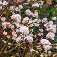 Kalina - Viburnum plicatum ´Kilimanjaro´Co2,5L 20/30