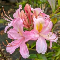 Azalka ve?kokvetá - Azalea Knaphill 'Juniduft' - 30/40cm