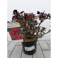 Azalka japonská -  Azalea japonica 'MARUSCHKA' - 20/30cm