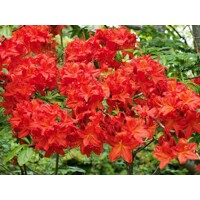Azalka ve?kokvetá - Azalea Knaphill ´Satan´ - 30/40cm